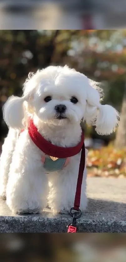 Adorable white fluffy dog with red leash outdoors.