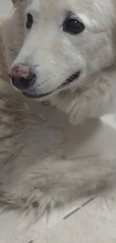 Adorable white fluffy dog lying comfortably indoors.