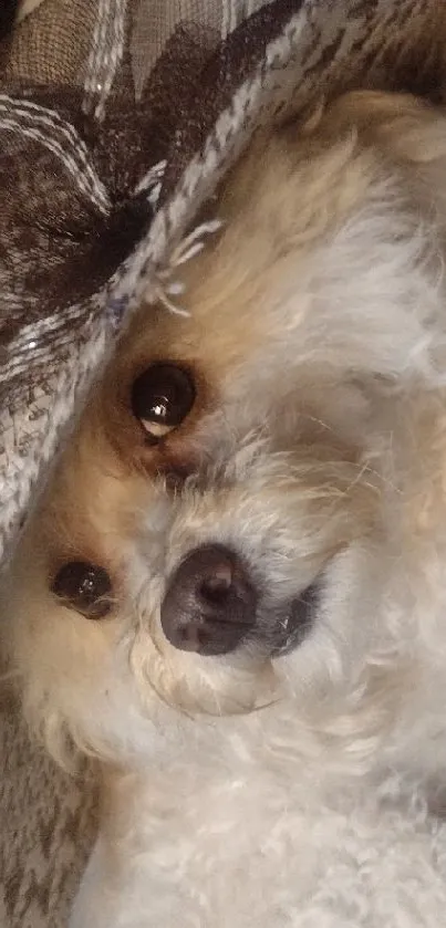 Fluffy white dog peeking from cozy blanket.