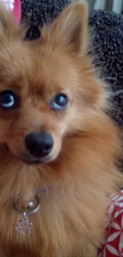 Adorable fluffy dog with big expressive eyes.