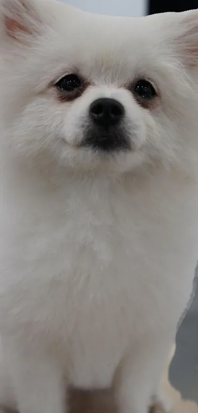 Fluffy white dog with soft fur, perfect for mobile wallpaper.