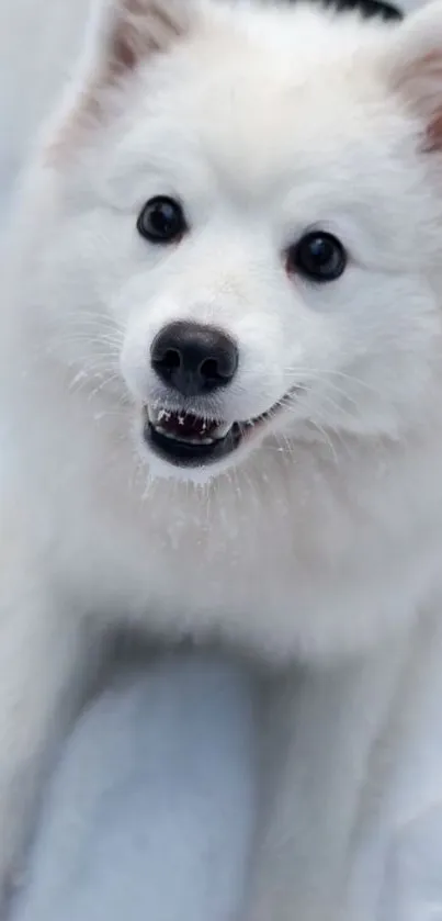 Adorable white fluffy dog posing playfully on a snowy background.