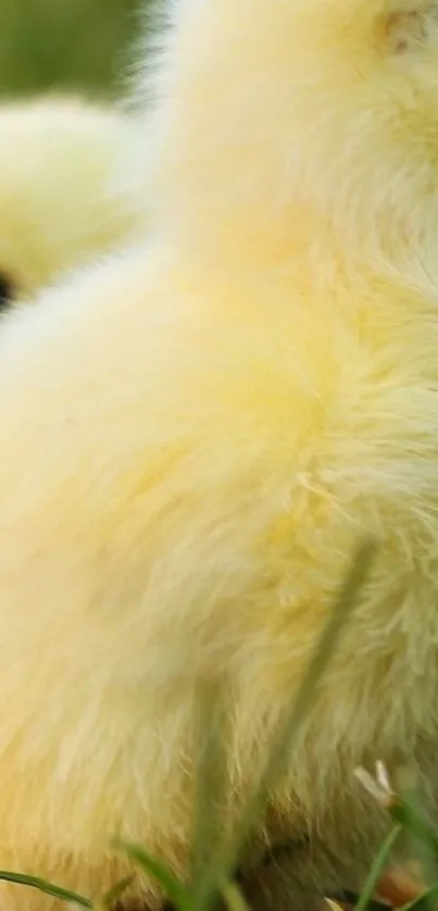 Close-up of cute yellow duckling pair in grass.