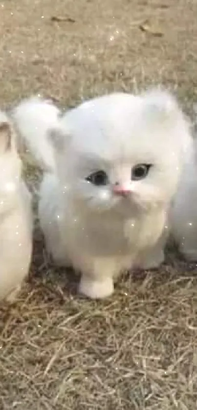 Three fluffy kittens standing on grass.