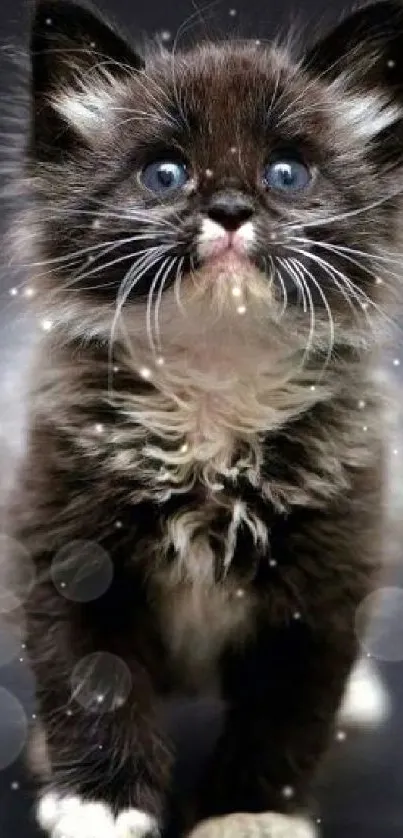 Adorable fluffy kitten with blue eyes on dark background.