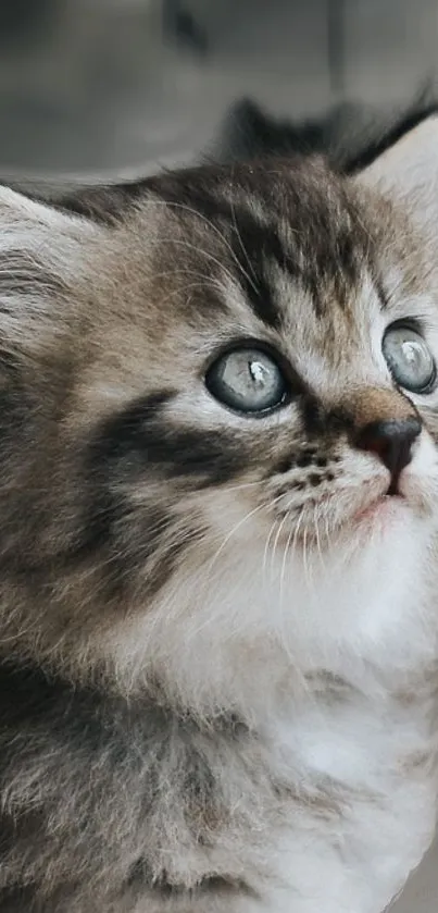 Fluffy kitten with blue eyes mobile wallpaper.