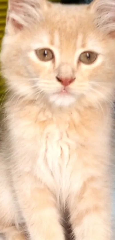 Cute fluffy kitten with sandy fur exploring.