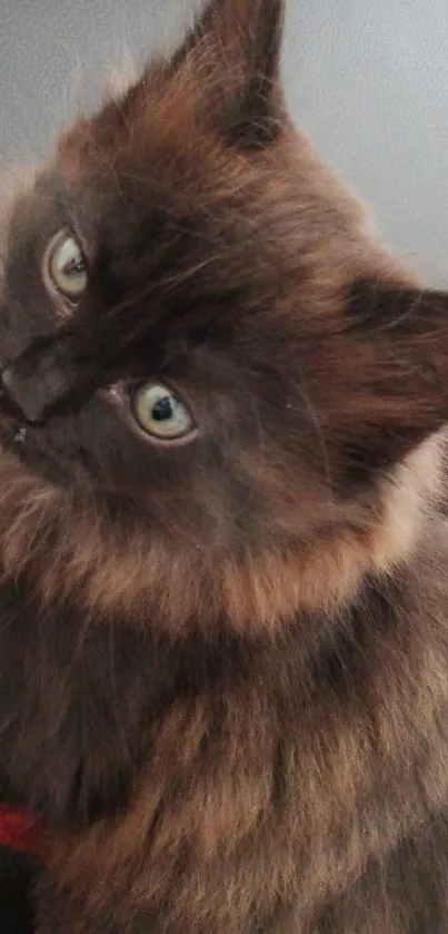 Fluffy dark-haired kitten with green eyes looking adorably at the camera.