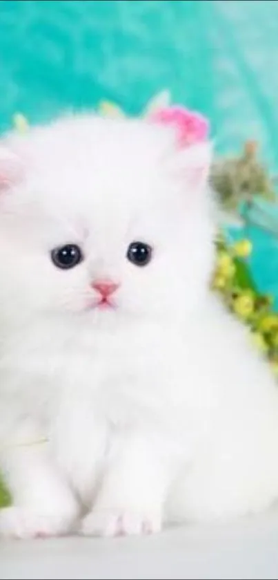 Adorable fluffy white kitten with teal background.