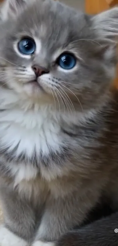 Gray fluffy kitten with blue eyes looking up adorably.