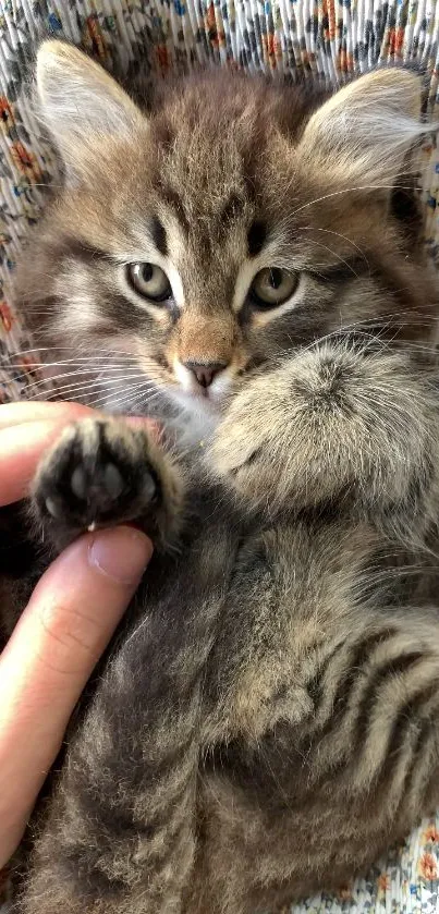 Adorable fluffy kitten being pet gently, perfect for mobile wallpaper.