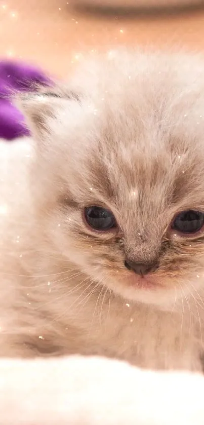 Adorable fluffy kitten in a soft cushion.