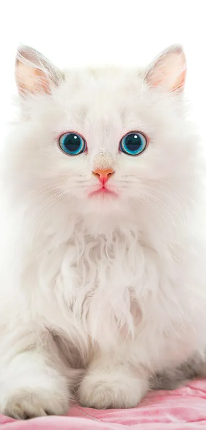 Adorable fluffy white kitten with blue eyes on a pink blanket.