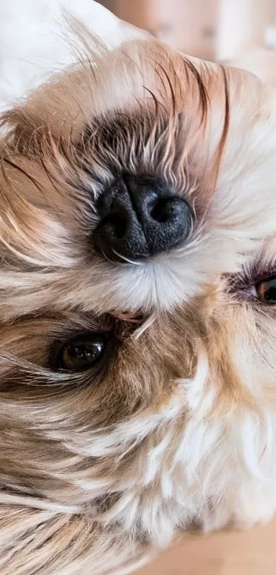 Cute fluffy dog laying upside down, capturing playful expression.