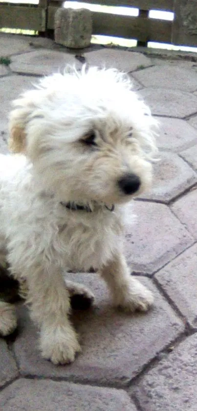 Adorable fluffy puppy sitting on a stone path.