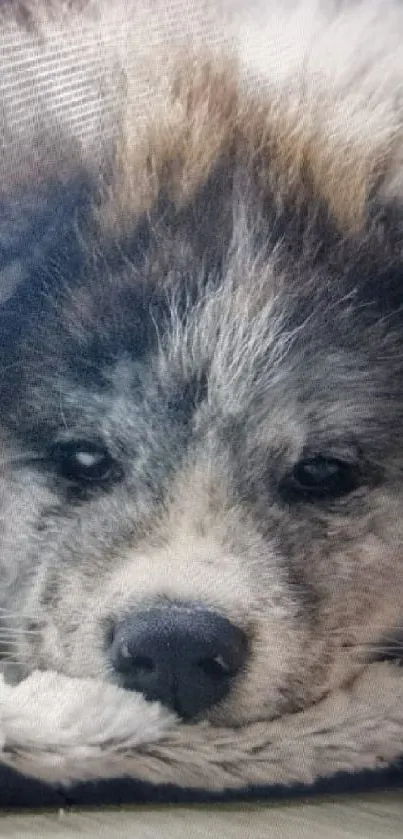 Fluffy puppy resting on a cozy gray rug.