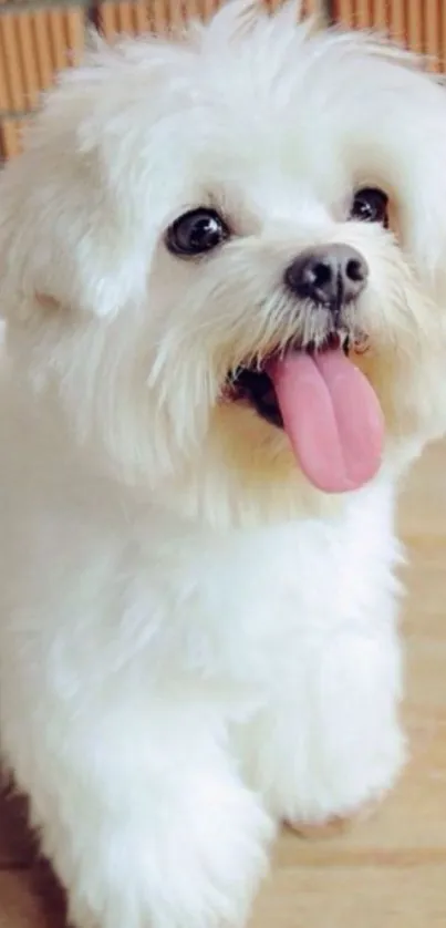 Adorable fluffy white puppy with tongue out.