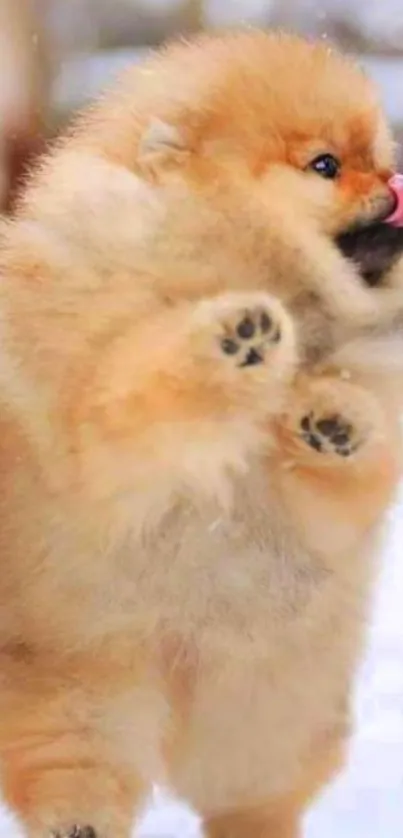 Adorable fluffy puppy playing in the snow, tongue out in a cute moment.