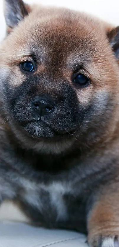 Cute fluffy puppy with brown fur, sitting and looking adorable.