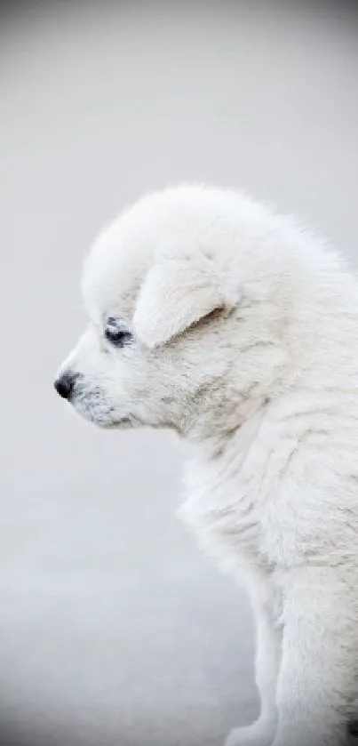 Cute white fluffy puppy sitting on a neutral background.