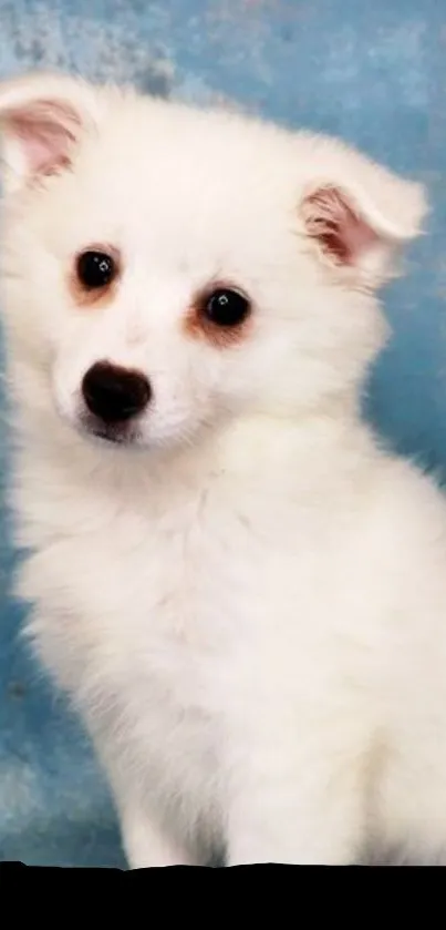 Fluffy white puppy with blue background.