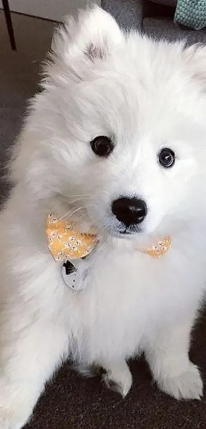 Cute fluffy white puppy with yellow bow tie on a cozy floor.