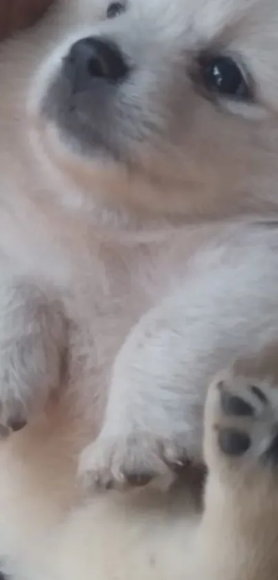 Adorable fluffy puppy with soft fur lying down.