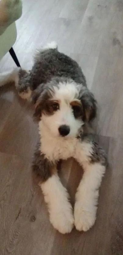 Adorable fluffy puppy on a wooden floor.