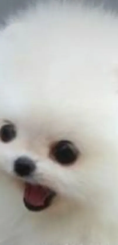 Adorable fluffy white puppy on a grey background.