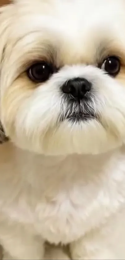Adorable fluffy puppy with big eyes looking cute.