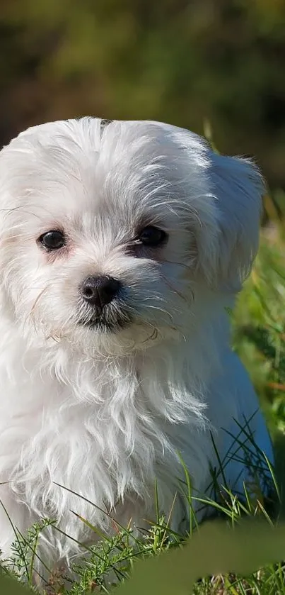 Cute white puppy sitting in grass with a fluffy coat.