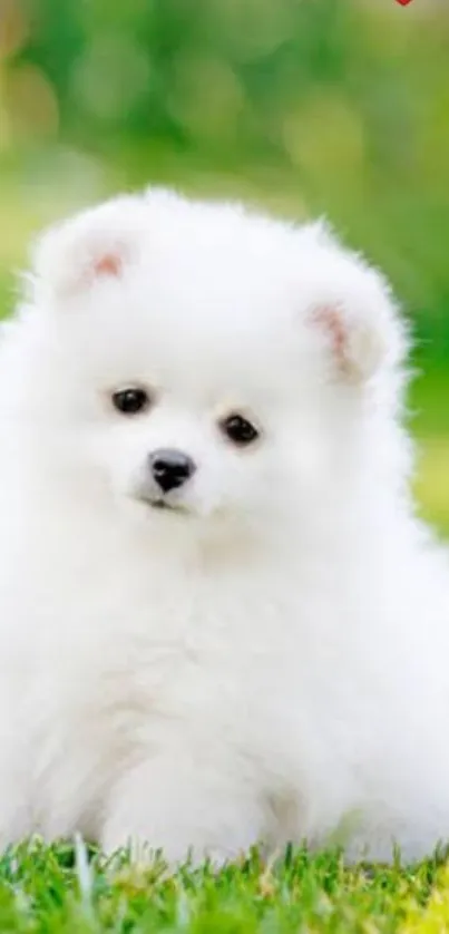 Adorable fluffy white puppy on green grass with red heart.