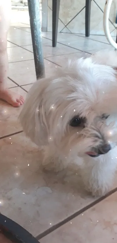 Adorable white fluffy dog on tiled floor.