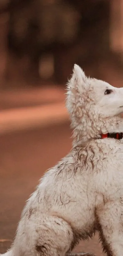 Adorable fluffy white dog sitting outdoors.