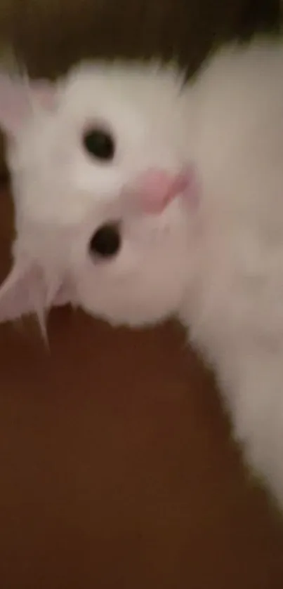 Adorable fluffy white kitten with pink nose.