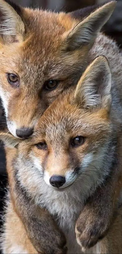 Two adorable fox siblings embracing in nature.