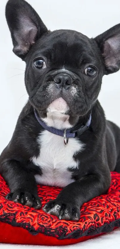 Cute French Bulldog on red cushion.