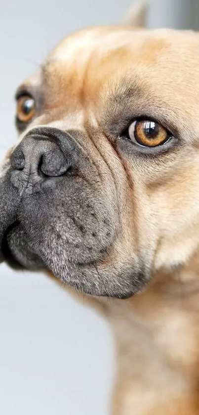 Close-up of a French Bulldog's face, showing detailed expression.