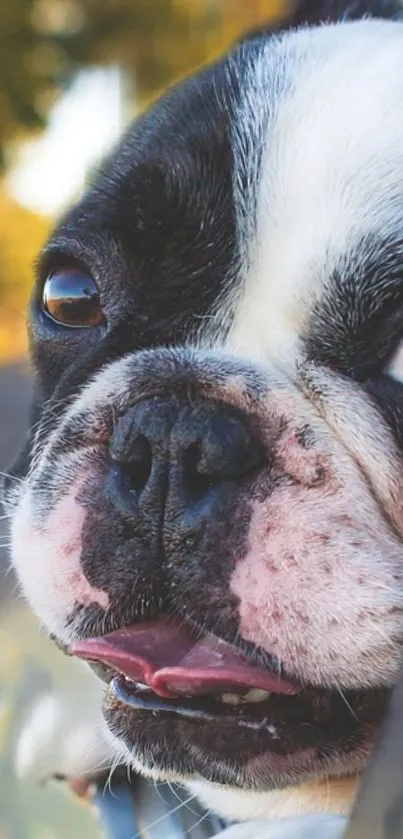 Close-up of a French Bulldog with a calm expression.