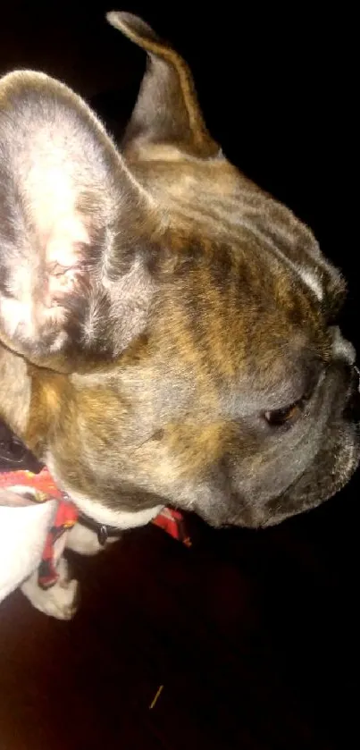 Close-up of a French Bulldog with brindle coat and red collar.