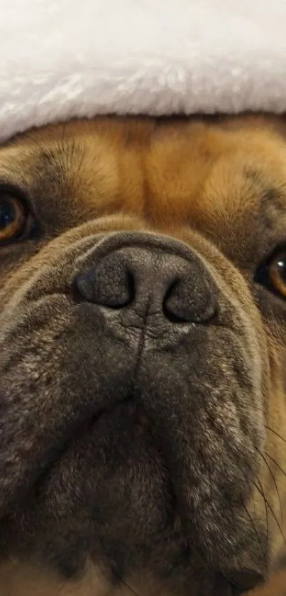 Close-up of a cute French Bulldog with a white hat.