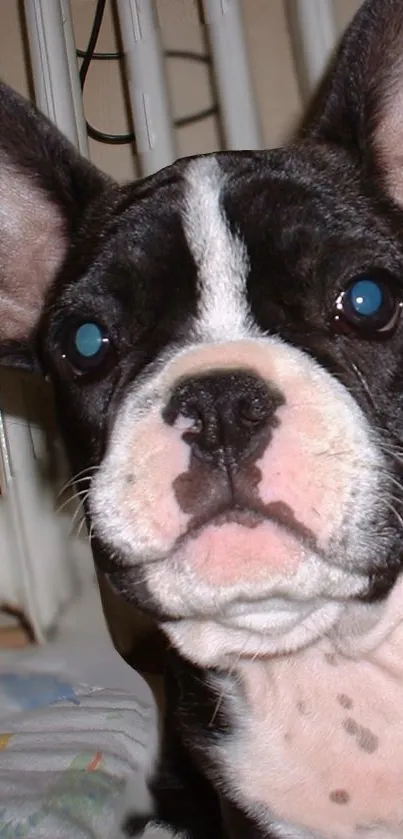 Charming French Bulldog puppy with big ears.