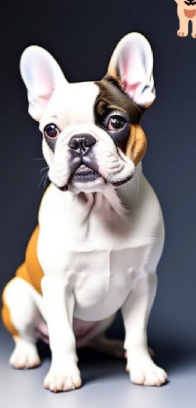 Adorable French Bulldog sitting with a cartoon dog in the corner.