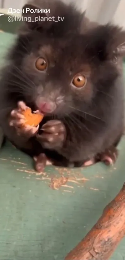 Furry brown animal with orange eyes eating on a green background.