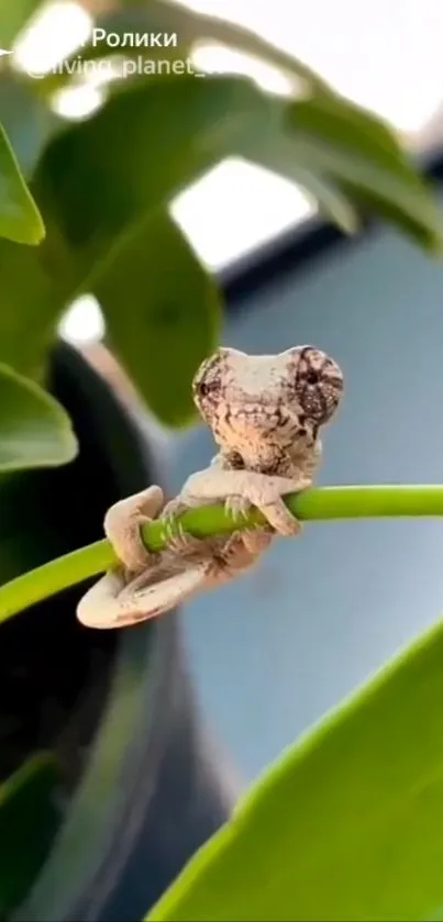 Charming gecko perched on a vibrant green leaf closeup.