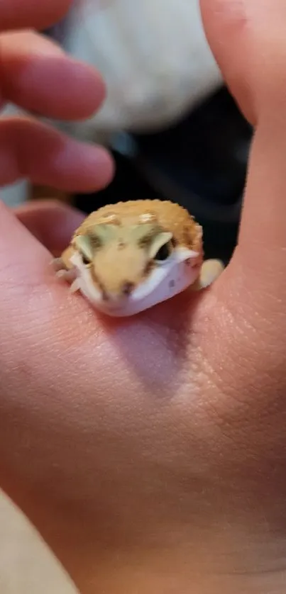 Cute gecko resting on a person's hand, close-up view.