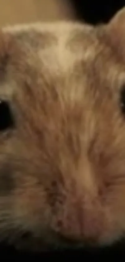 Close-up of a cute brown gerbil face, perfect for wallpaper.