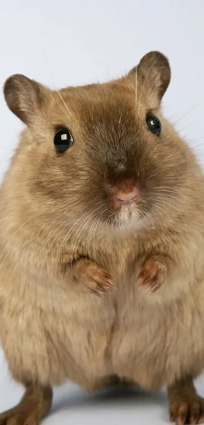 Adorable gerbil with fluffy fur on a soft blue background.