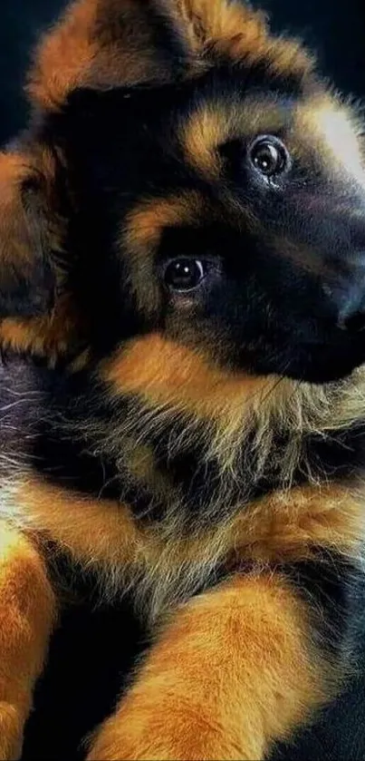 Adorable German Shepherd puppy with fluffy fur.