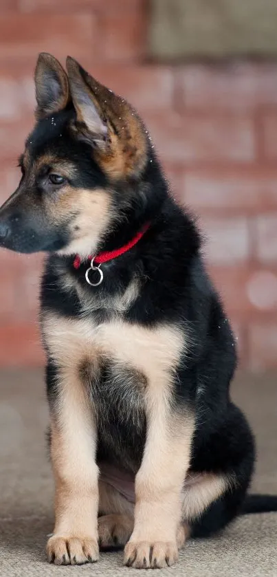 Cute German Shepherd puppy with red collar sitting.